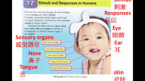 Form 3 science , chapter 1. Form 3 Science Chapter 1 Stimuli And Responses Part 3 Mp4 Youtube