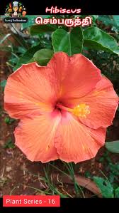 Image result for Hirpicium bechuanense