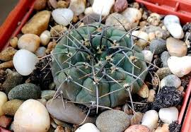Fortunately they do tolerate low light situations for short periods. Best Low Light Cactus List For Indoors Terrarium Planting Guide