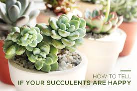 Other kinds of plants need more. How To Tell If Your Succulents Are Happy Succulents Box