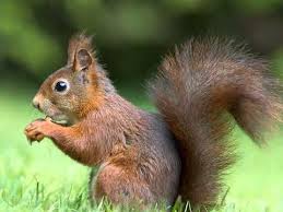 صور عن الحيوانات طبيعة الحياة البرية Animals Squirrel Animal Photo