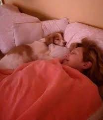 They're our furry family members. Pet Grooming In Denmark Insured On Petbacker