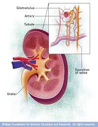 Kidney Cross Section Kidney Failure Symptoms Kidney Kidney Health