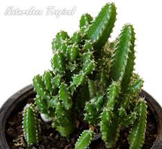 Actualmente los lugares donde viven los cactus se extienden por muchos países y no necesitan siempre ser territorios con conforme el clima se va haciendo más cálido, se puede aumentar la frecuencia del riego de los cactus hasta llegar a un riego cada 4 u 8 días, esto. Plantas Suculentas De Rapido Crecimiento Para Tu Jardin