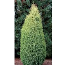 Juniper bushes (juniperus spp.) are hardy plants, growing in many light conditions and surviving difficult drought situations. How To Grow Care For Juniper Shrubs Trees Garden Design