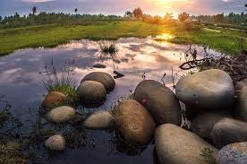 We did not find results for: Causes Effects And Solutions For Habitat Loss And Destruction Conserve Energy Future