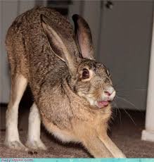 Reader Squee Morning Yoga Animal Yoga Morning Yoga Funny Yoga Poses