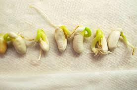 The older the seed the harder they are to pop. How To Know If Seeds Are Still Good Germination Test Joe Gardener