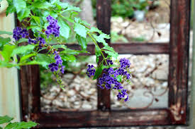 Duranta erecta, long grown as d. Duranta Sapphire Showers Archives Diana S Designs Austin