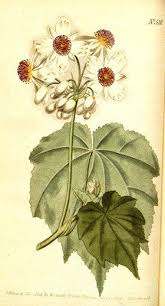 Image result for Sparrmannia ricinocarpa