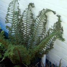 Image result for Dryopteris kilemensis