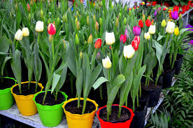 Maybe you would like to learn more about one of these? Potted Tulips Free Stock Photo Public Domain Pictures