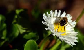 Like other contributors to this thread i grow. Busy Bee S Guide To Bee Friendly Plants Mummy S Waisted