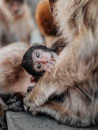Gibraltar monkeys (page 1) gibraltar to export nuisance barbary macaque monkeys gibraltar travel blog these pictures of this page are about:gibraltar monkeys 16 Gibraltar Facts To Know Before You Go A World To Travel