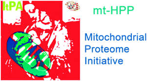 27,865 likes · 486 talking about this. The Mitochondrial Italian Human Proteome Project Initiative Mt Hpp Molecular Biosystems Rsc Publishing