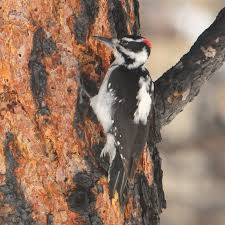 Black Birds In Colorado Mountains Hairy Woodpecker Rocky Mountain Male Backyard Birds Watching Common Birds Backyard Birds