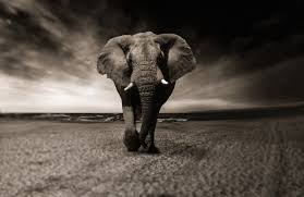 Comment Reussir Votre Decoration Interieur A L Aide D Un Tableau Elephant Semagrow