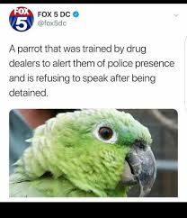 Parrot Ain T No Snitch Meme By Sticks Memedroid