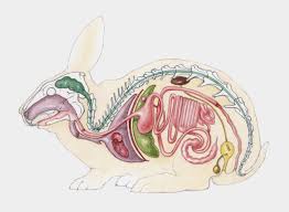 Berbicara tentang sistem gerak pada hewan, tentu memiliki perbedaan antara sistem gerak hewan vertebrata maupun sistem gerak invertebrata. 12 Sistem Organ Hewan Dan Fungsinya Sridianti Com