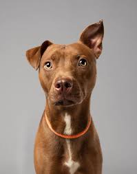 WENT TO FOSTER 10/20 ❤️❤️❤️ ON EUTHANASIA LIST FOR 10/22* Rafael is one of  the saddest stories at Dekalb County Animal Services. He came into the  shelter as a baby a year