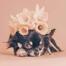 Pin On Cute Chihuahua