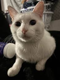 This is Whitey and Cooney. 12 years ago they came as Ferals. It took 6  months to break them. First Whitey, then Cooney who proceeded to chase  Whitey into our home and