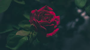 We did not find results for: Download Red Rose 4k Wallpaper Free Online Pc Zeeoii 4k Wallpapers