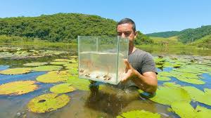Aquario Natural O Incrivel Lagos Dos Peixes Ornamentais Vermelhos Youtube