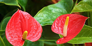 Arroser de préférence au pied des plantes et quelques heures avant la tombée de la nuit pour permettre aux plantes de sécher et éviter ainsi le développement couper les feuilles qui touchent le sol pour limiter la propagation. Anthurium Rouge Anthurium Andreanum Entretien Rempotage Arrosage