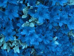 Azalea Flowers Azalea Flower Azaleas Blue Plants
