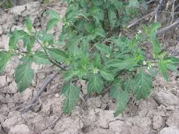 Image result for Solanum sp.no.2