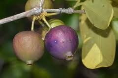 Image result for Warneckea