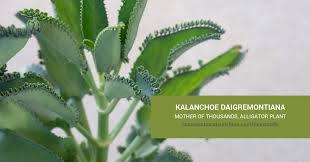 Image result for Kalanchoe daigremontiana