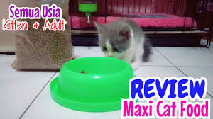 We did not find results for: Review Maxi Cat Food Makanan Murah Kucing Persia Semua Usia Adult Kitten Dry Food Paling Bagus Murah Youtube
