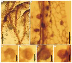 Image result for Polyphlebium borbonicum