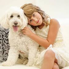 See goldendoodle pictures, explore breed traits and characteristics. The Original English Goldendoodle A Wonderful Working Dog Or Pet Teddybear Goldendoodles