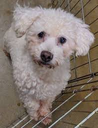 But in fact this isn't the only possible outcome! Bichon Frise Dog For Adoption In Dayton Ohio Aero In Dayton Ohio Dog Adoption Bichon Frise Puppy Rescue Dogs For Adoption
