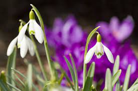 Snowdrop Flower Meaning Flower Meaning