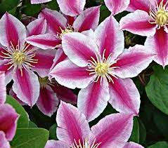 Главная каталог продукции клематисы окс (голландия). Pin On Flowers