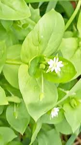 Image result for Stellaria