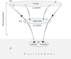 Reflections On Relational Physiology Chapter 5 Science Psychoanalysis And The Brain