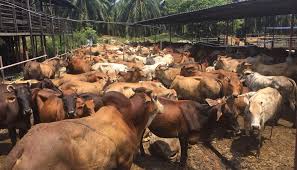 Kecik kecik lembu jaga by : Jualan Lembu Dan Kerbau Kuala Kangsar Posts Facebook