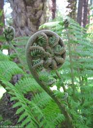 Image result for Dryopteris antarctica