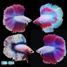 Image result for betta fish