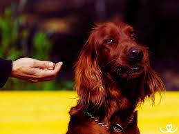 Image result for irský setr