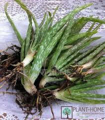 Aloe verayla cilt bakımı nasıl yapılır? Aloe Vera Bitkisi Yetistirme Bakimi Cogaltma Ucretsiz Fide Plant Home