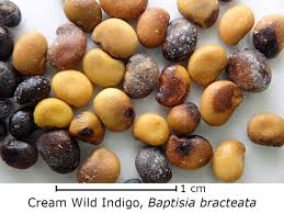 Image result for Voacanga bracteata