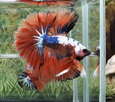 Pin By Jose Maria On Bettas Colorful Fish Betta Fish Pet