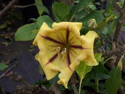 Image result for Solandra maxima