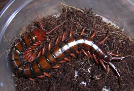 Black And Yellow Centipede Philippines What Is Poaching Tropical Centipedes And A Pair Of Millipedes From The Philippines What S That Bug
